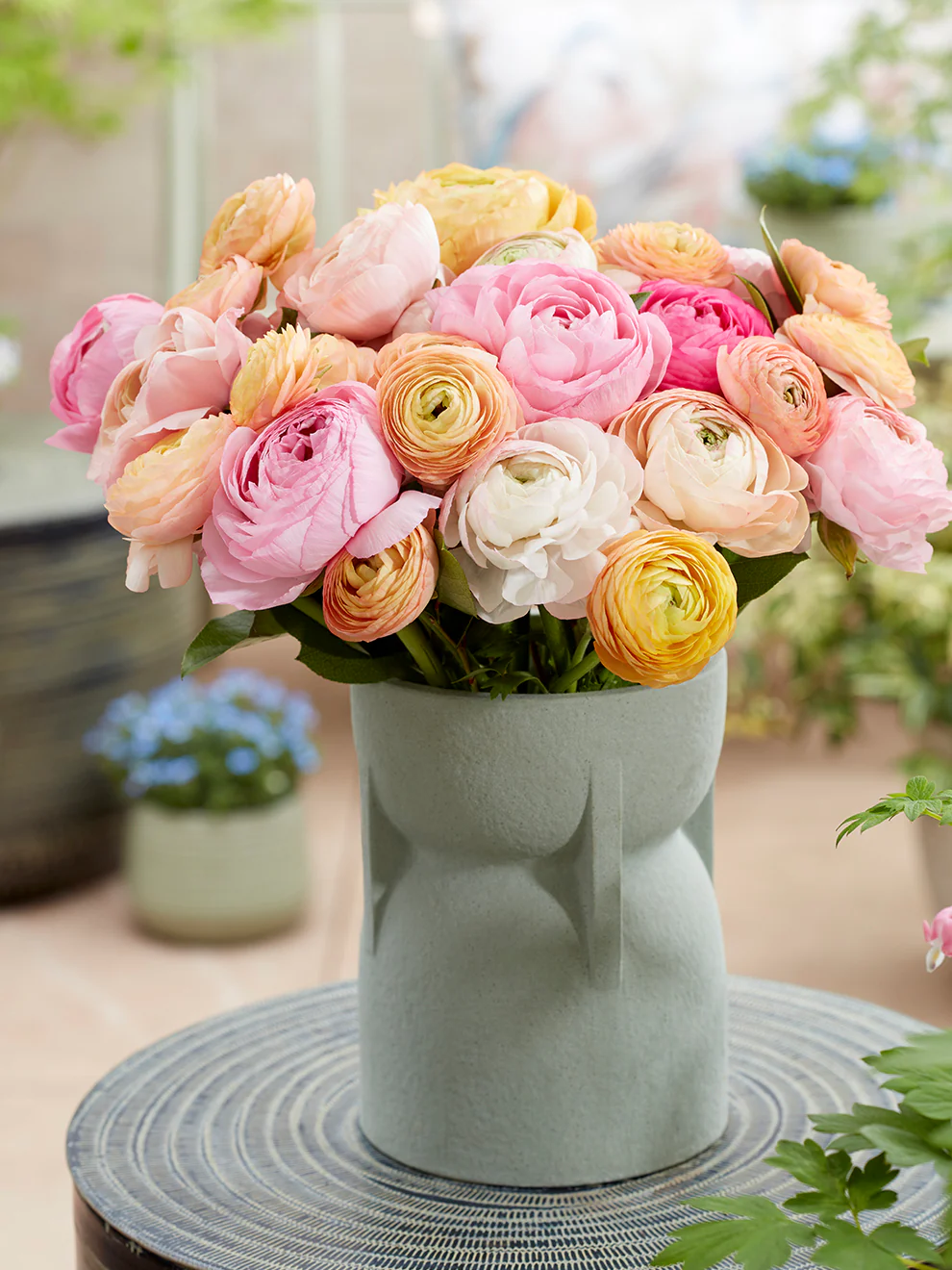 Νεραγκούλες (Ranunculus) σε παστέλ ροζ και πορτοκαλί